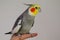 A male tame Cockatiel sits on a Finger