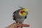 A male tame Cockatiel sits on a Finger