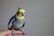 A male tame Cockatiel sits on a finger watching around