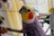 A male tame Cockatiel sitting in a Cage and looking to the Camera