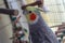 A male tame Cockatiel sitting in a Cage and looking to the Camera