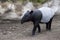 The male tapir runs along the trail to the waterhole.