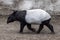 The male tapir runs along the trail to the waterhole.