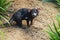 Male Tasmanian devil Sarcophilus harrisii interesting predatory beast