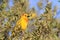 The male of taveta golden weaver