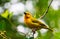 Male Taveta Golden Weaver Bird