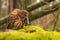 male tawny owl (Strix aluco) has a mouse caught in its beak