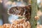 male tawny owl (Strix aluco) has a mouse caught in its beak