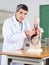 Male Teacher Examining Anatomical Model At Desk