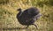 Male teenage guineafowl keet showing superiority by lifting its wings and running.