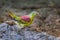 Male Thick-billed Green Pigeon