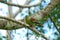 Male Thick-billed Green-Pigeon (Treron curvirostra)