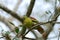 Male Thick-billed Green-Pigeon (Treron curvirostra)