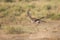 Male Thompson\'s Gazelle running in Amboseli National Park, Kenya