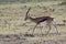 The male of Thompson`s gazelle who walks on a dry savanna on a h