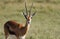 A male Thomson\'s Gazelle with beautiful horn