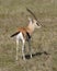 Male Thomson`s gazelle Eudorcas thomsonii
