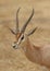 Male Thomson`s gazelle Eudorcas thomsonii portrait