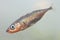 The male of three-spined stickleback fish Gasterosteus aculeatus in water