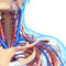 Male throat nervous and circulatory system