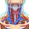 Male throat nervous and circulatory system