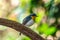 Male of Tickell`s or Indochinese blue flycatcher