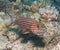 Male tiger cardinalfish on a tropical reef