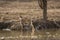 A male tiger cub quenching her thirst in hot summer at Ranthambore National Park