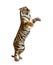 Male tiger on hind legs, big cat, isolated