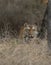 Male Tiger at Pench national Park,Madhya Pradesh