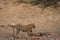 A male tiger seeing the running tigress after fighting with her