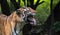 Male tiger sniffing and showing the canine