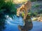 A male tiger stepping into water to cool down.