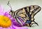 Male tiger swallowtail butterfly on flower