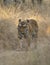 Male Tiger walking on a Forest Trail at Pench national Park,Madhya Pradesh