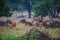 A male tigerA barasingha in kanha meadows, Kanha Tiger Reseve, India cub on a stroll in evening light at Ranthambore National Park