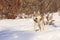 Male timber wolf