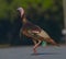 Male Tom Turkey crossing road.  Multi colored iridescence.  One leg bent showing movement forward with spur visible