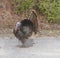 Male tom wild turkey meleagris gallopavo displaying mating feathers