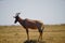 A male Topi (Damaliscus lunatus or Common tsessebe) standing on the grassland.