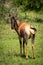 Male topi stands in grass looking back