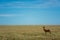 Male topi stands in savannah eyeing camera