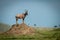 Male topi stands on sunny termite mound