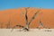 Male traveler jumping in deadvlei, Namibia