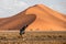 Male traveler standing in Namib desert, Namibia