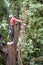 Male Tree Surgeon assessing a tree.