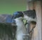 Male Tree Swallow Feeding Baby