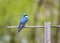 Male Tree Swallow on Perch