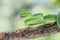 Male Trimeresurus (parias) hageni\\\'s viper Hagen in a steady attacking stance against a natural background