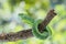 Male Trimeresurus (parias) hageni\\\'s viper Hagen in a steady attacking stance against a natural background